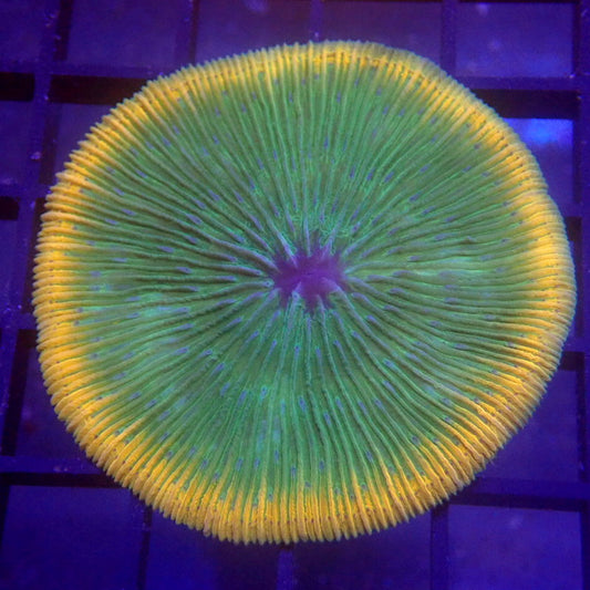 UNIQUE Green with Orange Rim Plate Coral WYSIWYG #62
