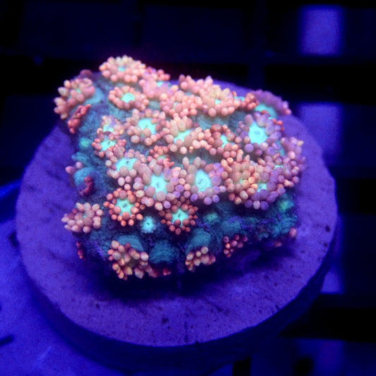 Pink Goniopora Coral WYSIWYG Goni 1129