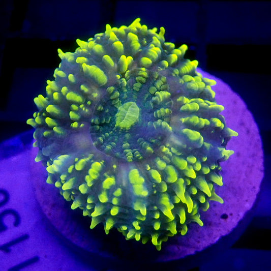 Bright Yellow Lobophyllia Small WYSIWYG Lobo 1156