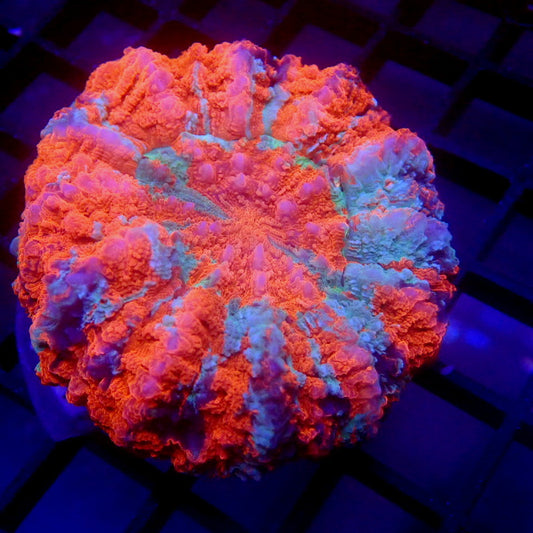 NEON Orange & Blue Acantho Meat Coral WYSIWYG K6013