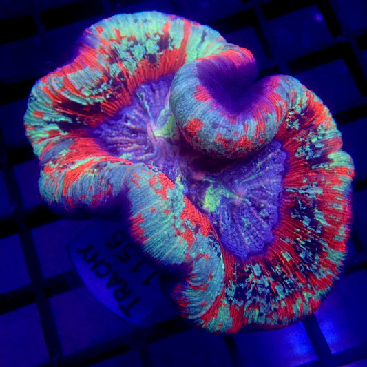 UNIQUE COLOR Trachyphyllia WYSIWYG Trachy 1156