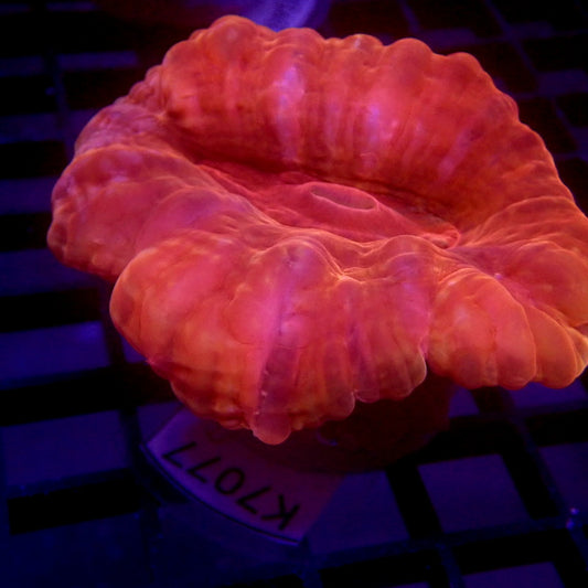 Red Cynarina Coral Medium WYSIWYG K7077