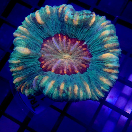 UNIQUE Purple Mouth Trachyphyllia WYSIWYG Trachy 1152
