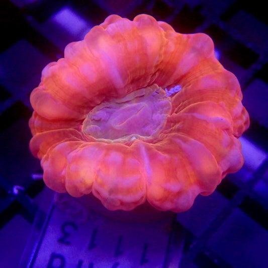 Pink Cynarina Coral Small WYSIWYG Cyna 1113