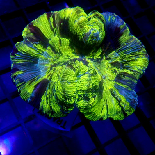 HIGHLIGHTER Trachyphyllia WYSIWYG Trachy 1167