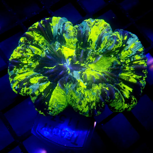 HIGHLIGHTER Trachyphyllia WYSIWYG Trachy 1153