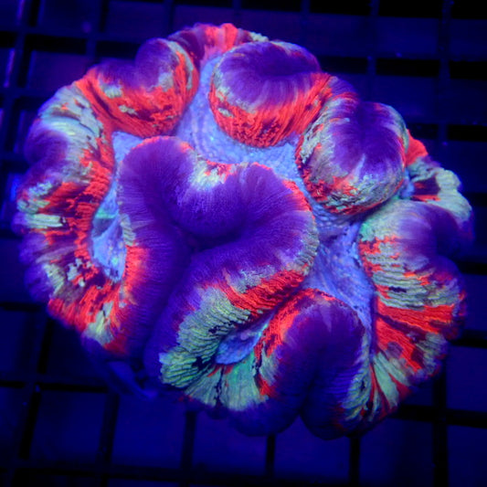 RARE COLOR Wellsophyllia LARGE WYSIWYG Trachy 1145