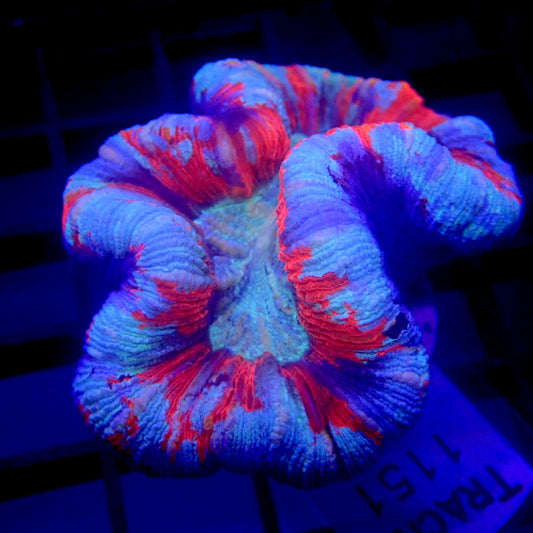 UNIQUE Blue & Red Trachyphyllia WYSIWYG Trachy 1151