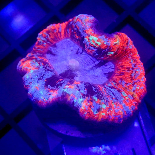 ULTRA RAINBOW Trachyphyllia SMALL WYSIWYG Trachy 1118