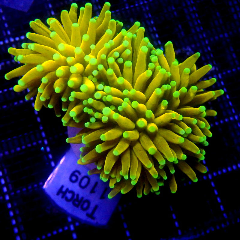 Malaysian Sun God Gold Torch Coral WYSIWYG Torch 1109 Indigo Corals