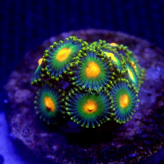 Peach Center Zoanthids WYSIWYG Zoa 1203