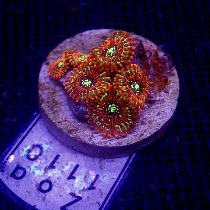 ULTRA Magician Zoanthids WYSIWYG Zoa 1110