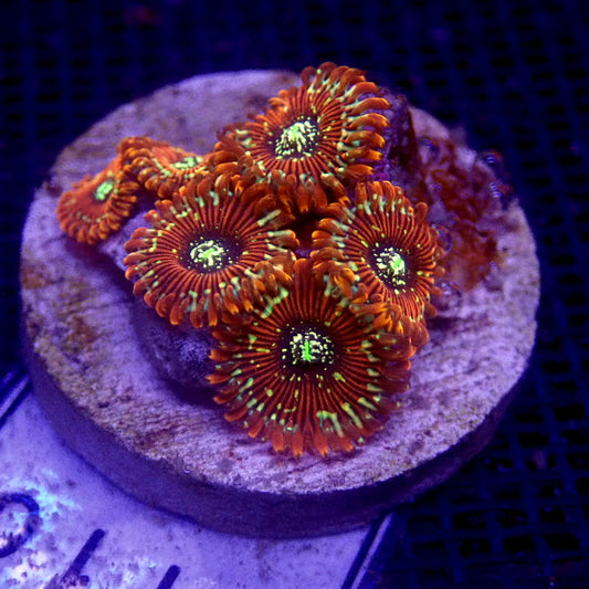 ULTRA Magician Zoanthids WYSIWYG Zoa 1110