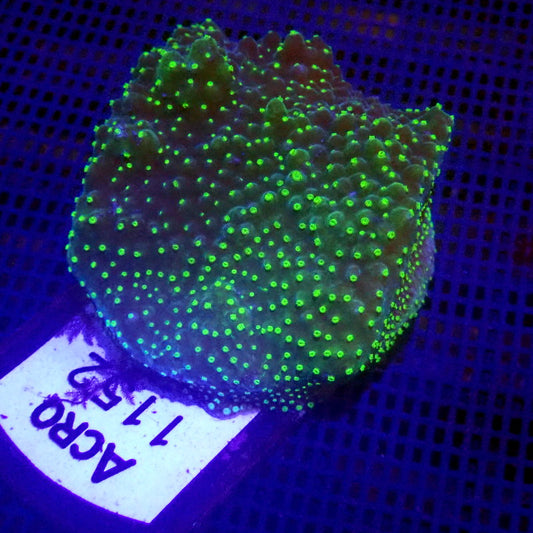 Green Acropora Coral Frag WYSIWYG Acro 1152