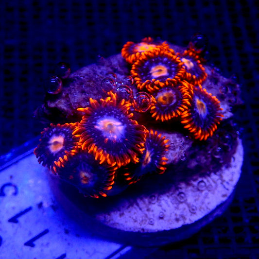 Fire and Ice Zoanthids WYSIWYG Zoa 1113