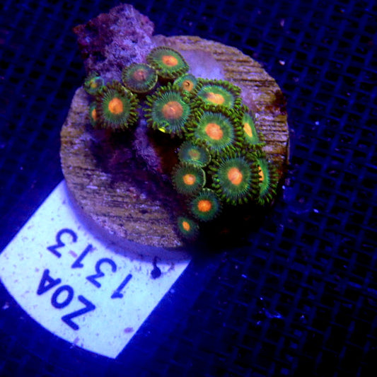 Peach and Green Zoanthids WYSIWYG Zoa 1313