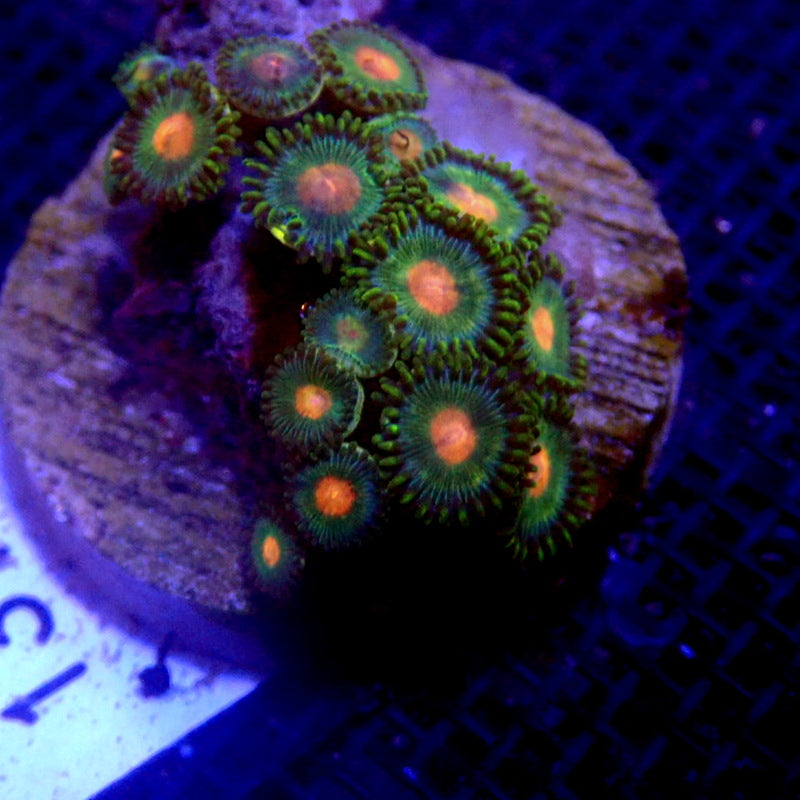 Peach and Green Zoanthids WYSIWYG Zoa 1313