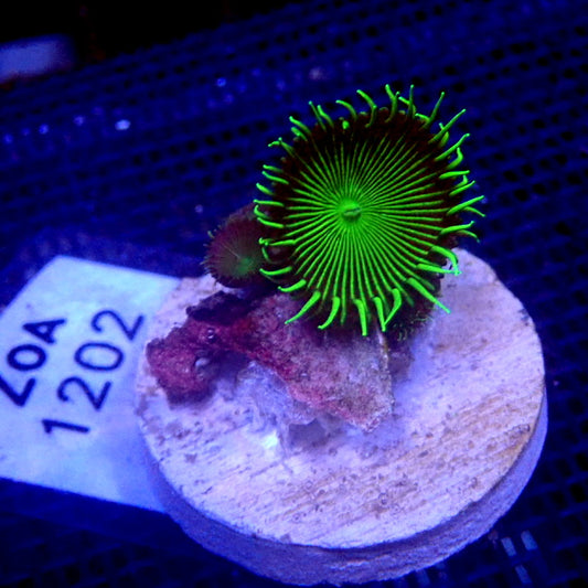 Green Paly WYSIWYG Zoa 1202