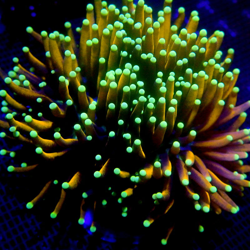 Malaysian Jester Gold Torch Coral LARGE HEAD WYSIWYG Torch 1264