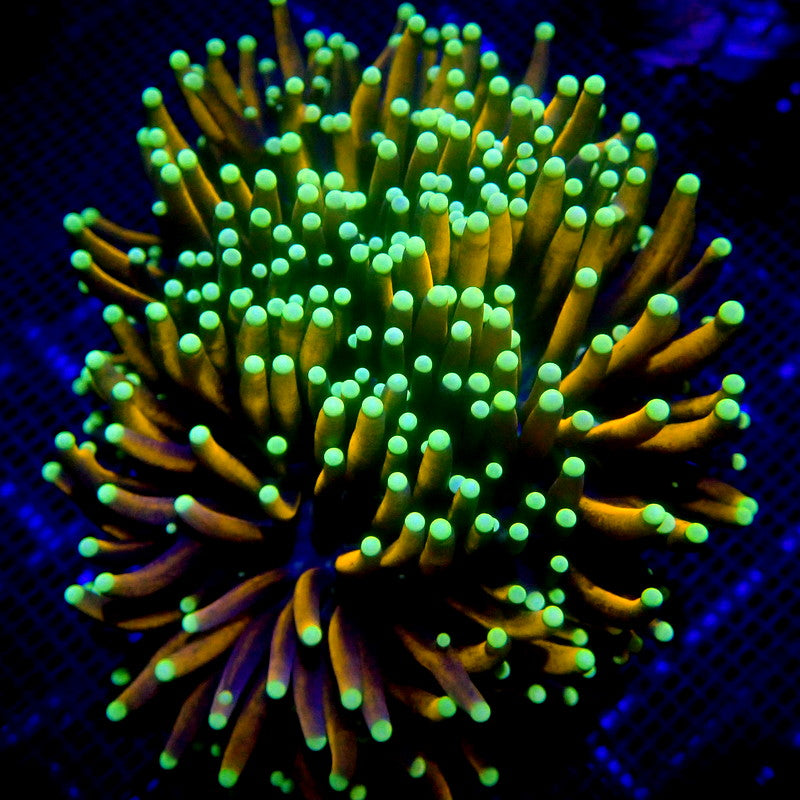 Malaysian Jester Gold Torch Coral LARGE HEAD WYSIWYG Torch 1264