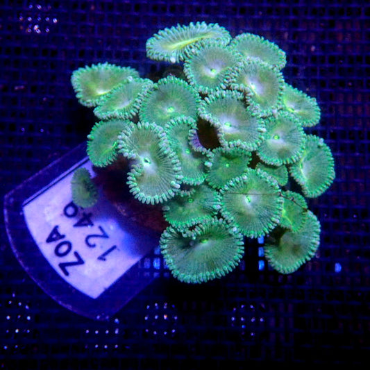 Green Palys *FAST GROWING* WYSIWYG Zoa 1249