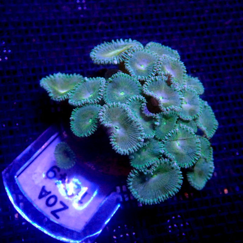 Green Palys *FAST GROWING* WYSIWYG Zoa 1249