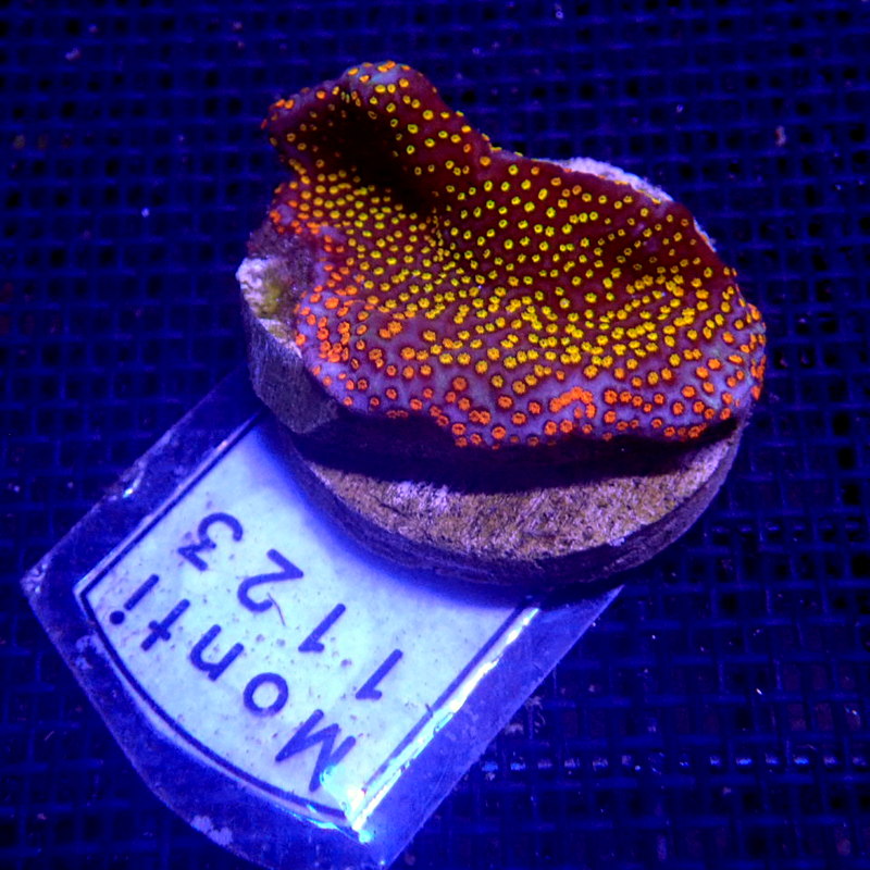 Rainbow Montipora Frag WYSIWYG Monti 1123