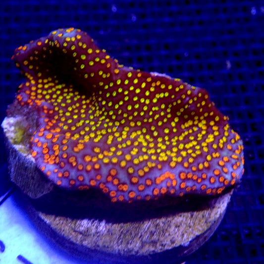 Rainbow Montipora Frag WYSIWYG Monti 1123