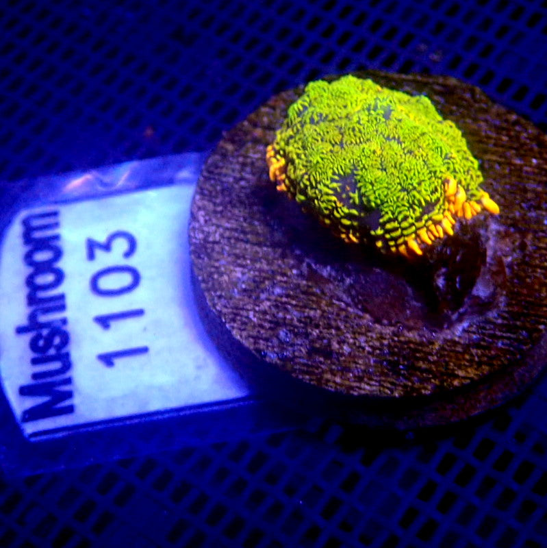 ULTRA Yellow with Orange Rim Rhodactis Mushroom WYSIWYG Mushroom 1103