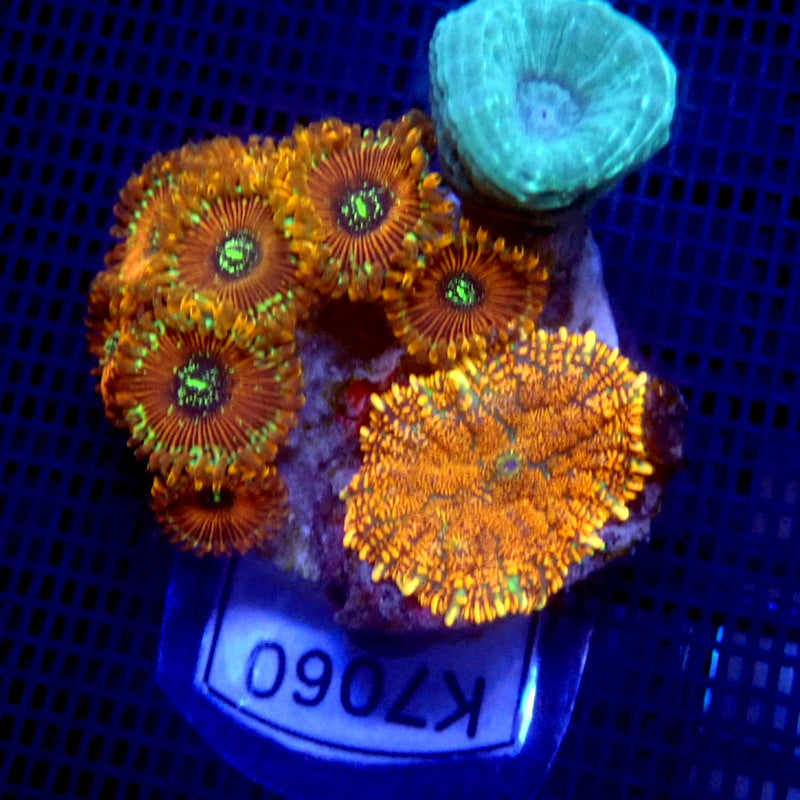 Candy Cane , Mushroom and Zoa Combo WYSIWYG K7060