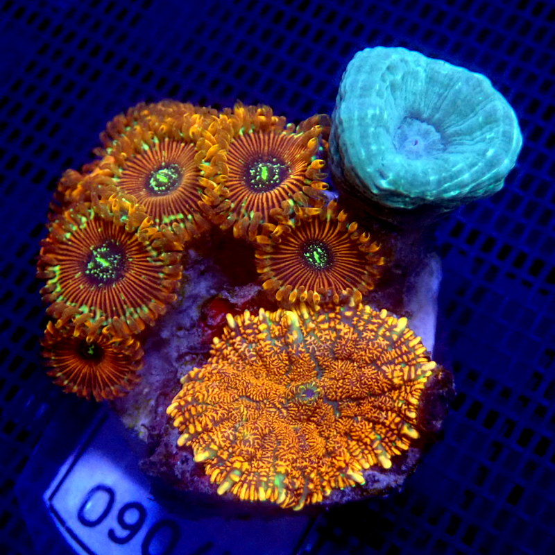 Candy Cane , Mushroom and Zoa Combo WYSIWYG K7060