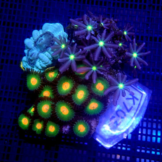 Candy Cane, Zoa and Daisy Polyp Combo WYSIWYG K7034