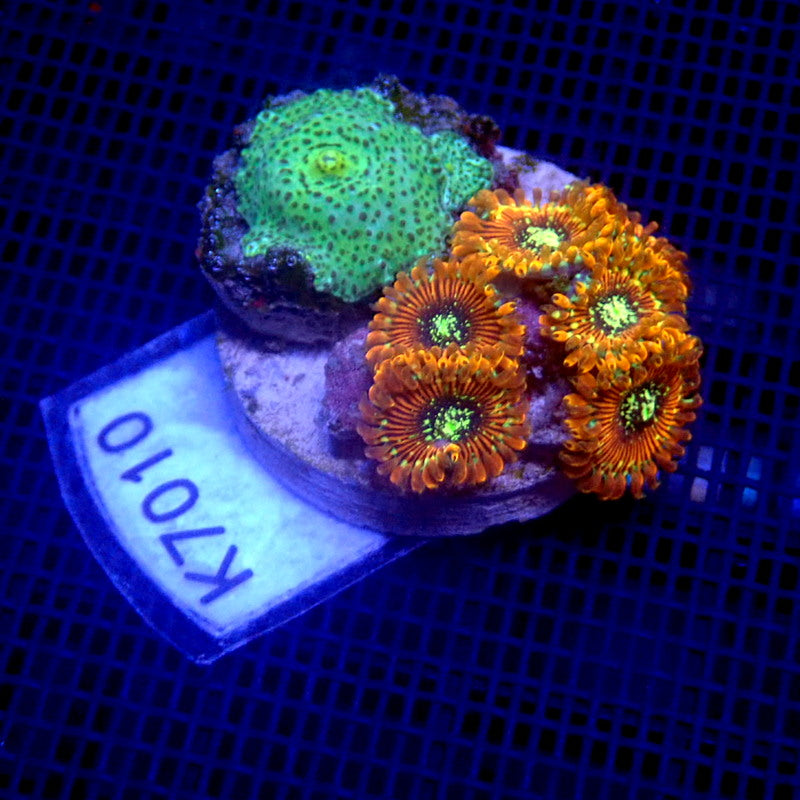 Mushroom and Ultra Zoanthid Combo WYSIWYG K7010