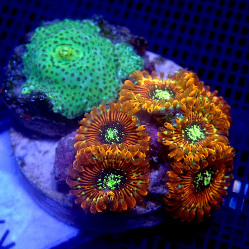 Mushroom and Ultra Zoanthid Combo WYSIWYG K7010