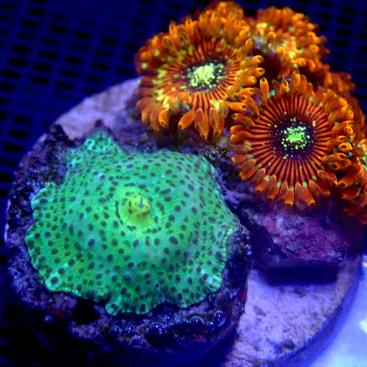 Mushroom and Ultra Zoanthid Combo WYSIWYG K7010