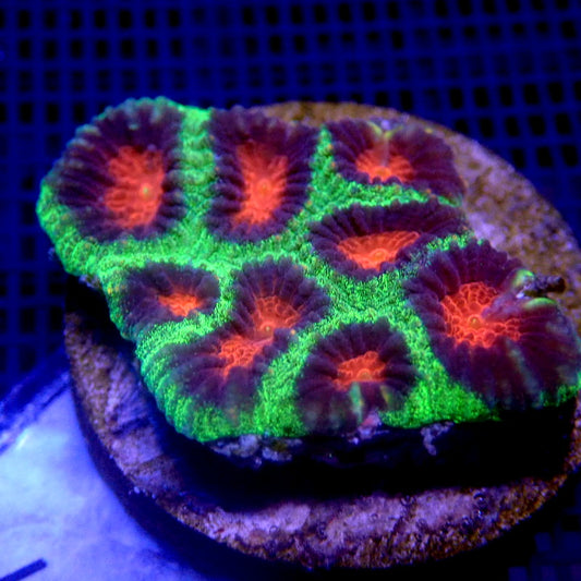 Ultra Favia Coral Frag WYSIWYG Favia 1167