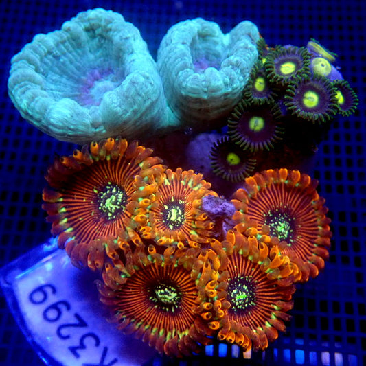 Candy Cane and Zoa Combo WYSIWYG K3299