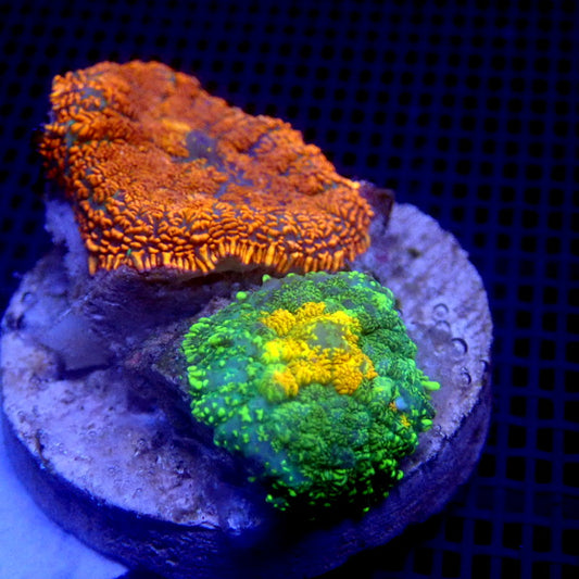 Rhodactis Mushroom Combo Frag WYSIWYG K7047