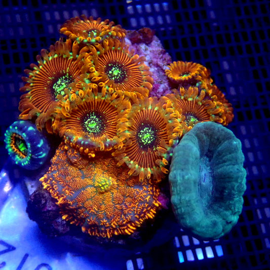 Candy Cane, Mushroom, and Zoa Combo Frag WYSIWYG K6012