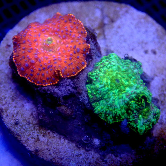 Pink and Green Discosoma Mushroom Combo WYSIWYG K3088