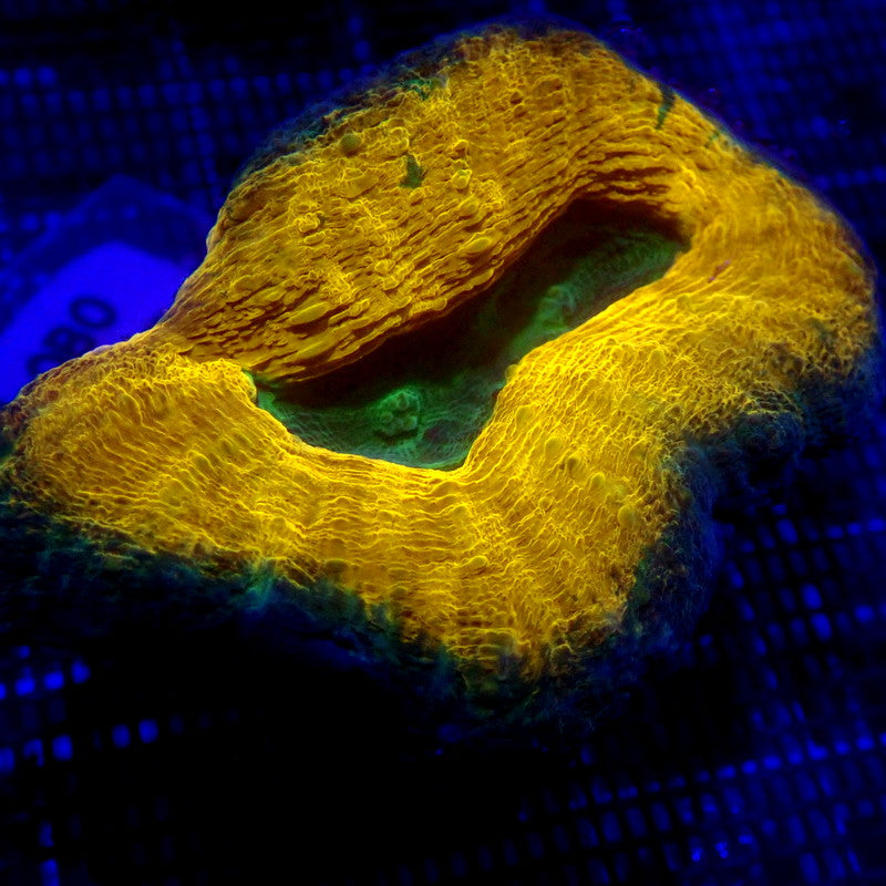 Neon Orange Lobophyllia Coral WYSIWYG Lobo 1107