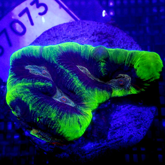 Neon Green and Purple Maze Brain Coral WYSIWYG G7073