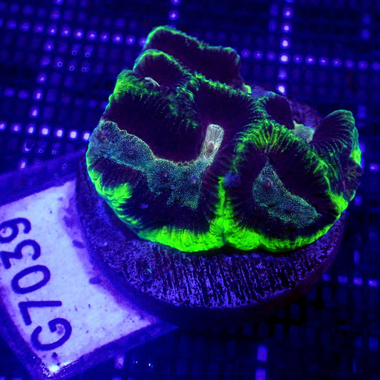 Neon Green and Purple Maze Brain Coral Frag WYSIWYG G7039