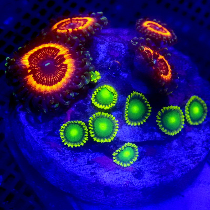 Armor of God Zoanthids Combo Frag WYSIWYG Zoa 1123 Indigo Corals