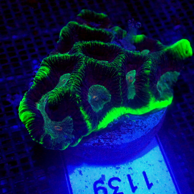 Neon Green Rim Maze Brain Coral Frag WYSIWYG Maze 1139 – Indigo Corals