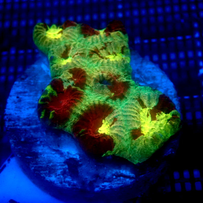 Ultra Red and Green Favia Coral Frag WYSIWYG Favia 1142