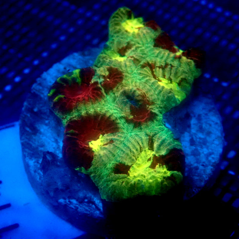 Ultra Red and Green Favia Coral Frag WYSIWYG Favia 1142