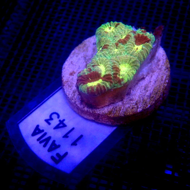 Ultra Favia Coral Frag Small WYSIWYG Favia 1143