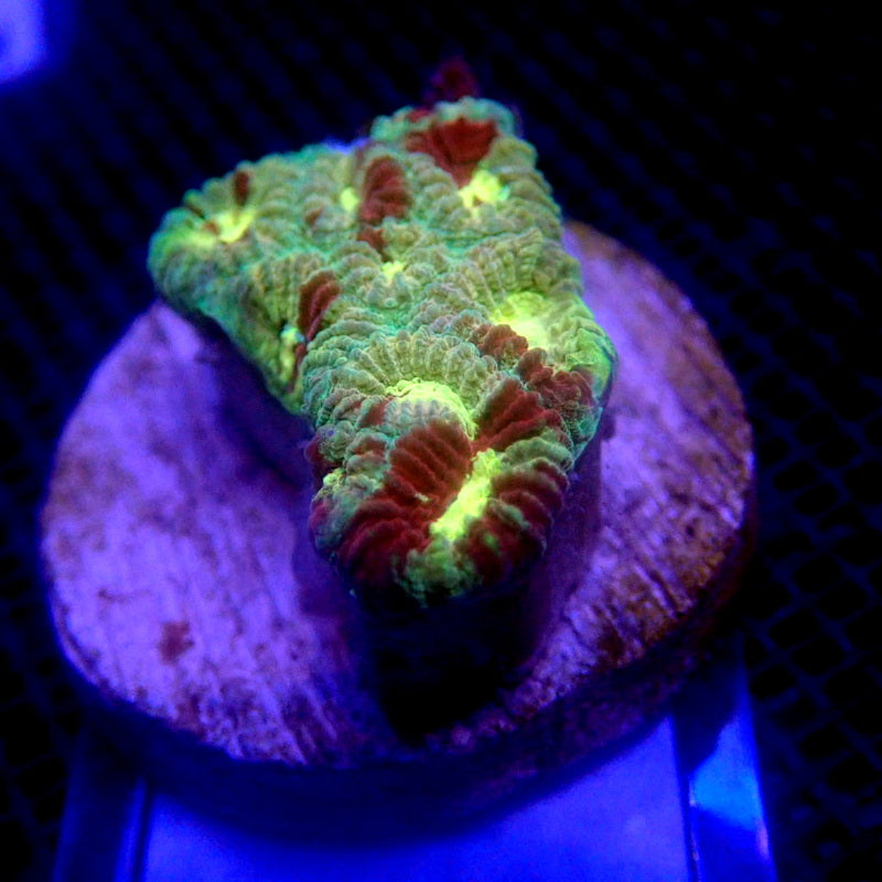 Ultra Favia Coral Frag Small WYSIWYG Favia 1143