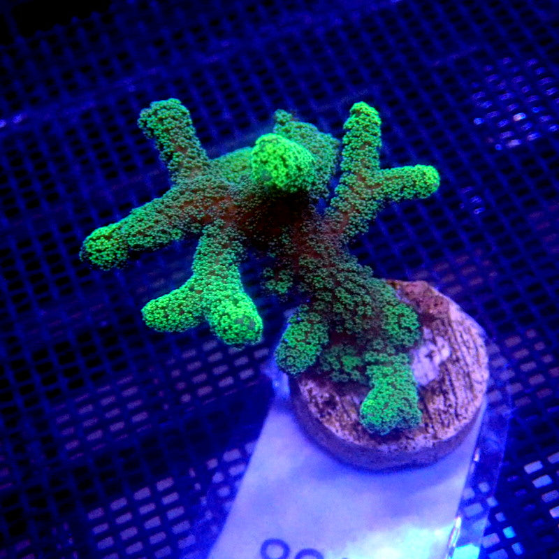 ORA Green Birdsnest Coral WYSIWYG Acro 1138 – Indigo Corals